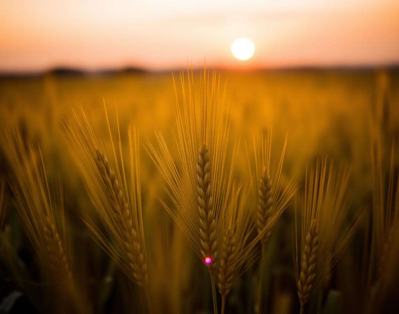 Wheat
